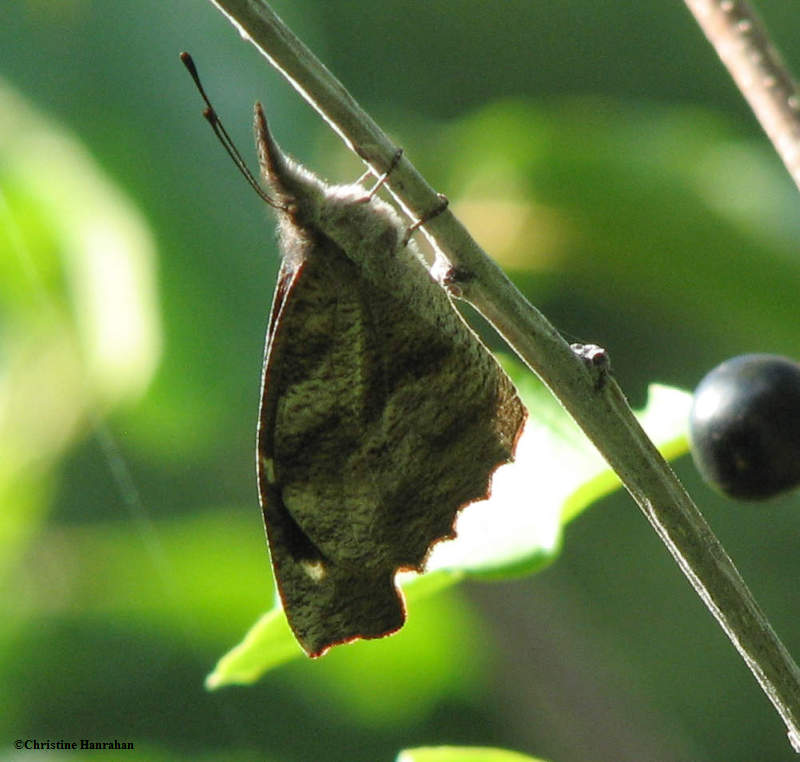 American snout  (Libytheana bachmanii) on glossy buckthorn
