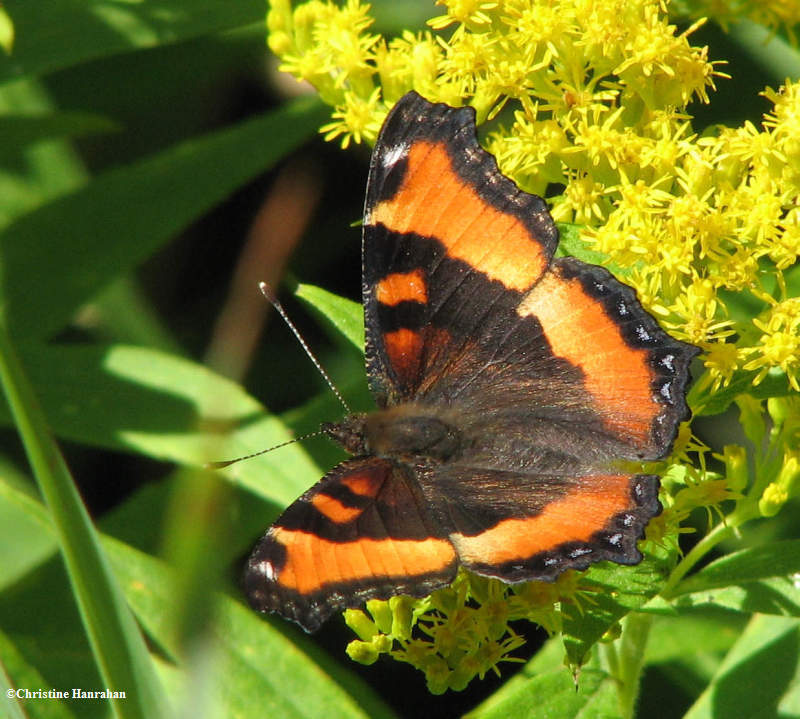 Milberts tortoiseshell (<em>Nymphalis milbertii</em>) on goldenrod