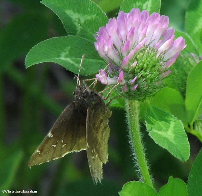 Northern cloudywing  (Thorybes pylades) on red clover