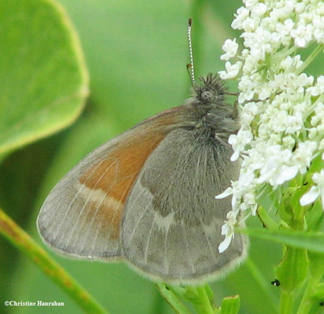 Common ringlet  (Coenonympha tullia) on queen annes lace