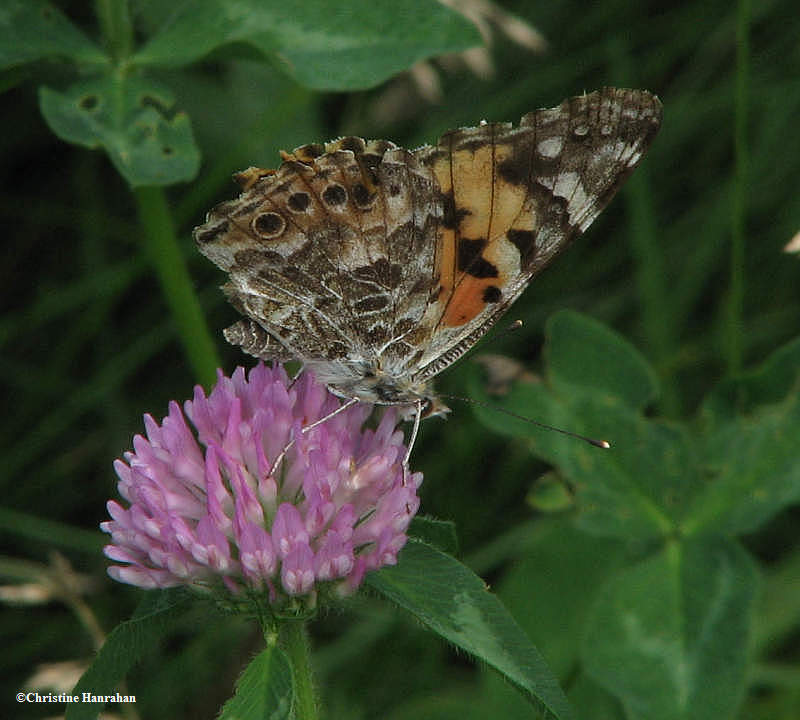 Painted lady  (Vanessa cardui) on red clover