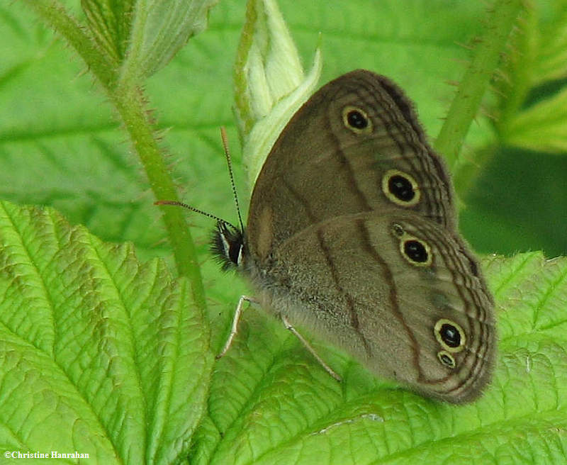 Little wood satyr  (Megisto cymela) on wild raspberry