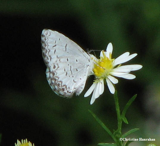 Northern spring azure butterfly  (Celastrina lucia)