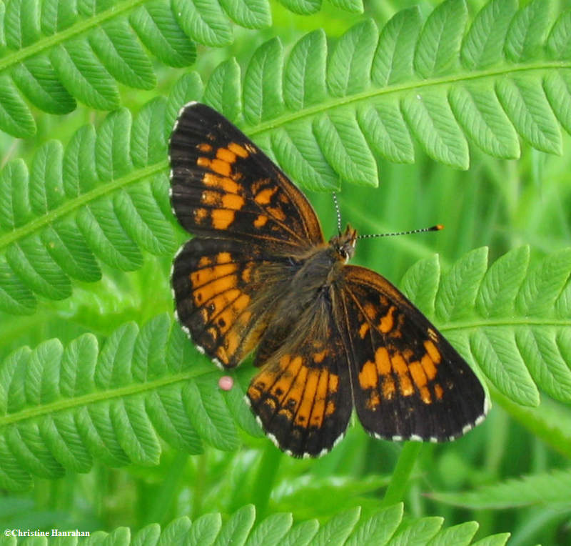 Harris's checkerspot  (Chlosyne harrisii)