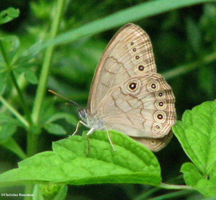 Appalachian brown  (Satyrodes appalachia)