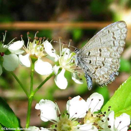 Northern spring azure butterfly  (Celastrina lucia) on chokeberry