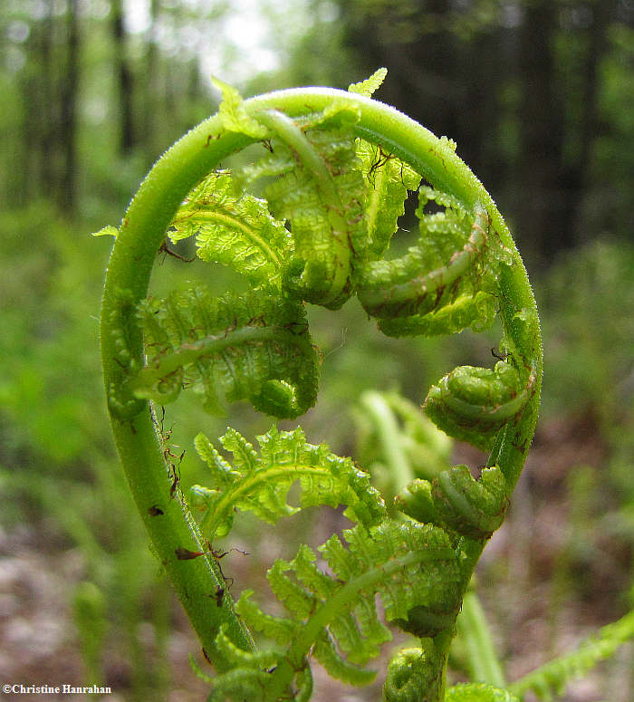 Lady fern (Athyrium felix-femina)