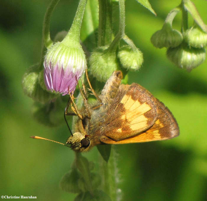 Hobomok skipper (Poanes hobomok) nectaring on fleabane