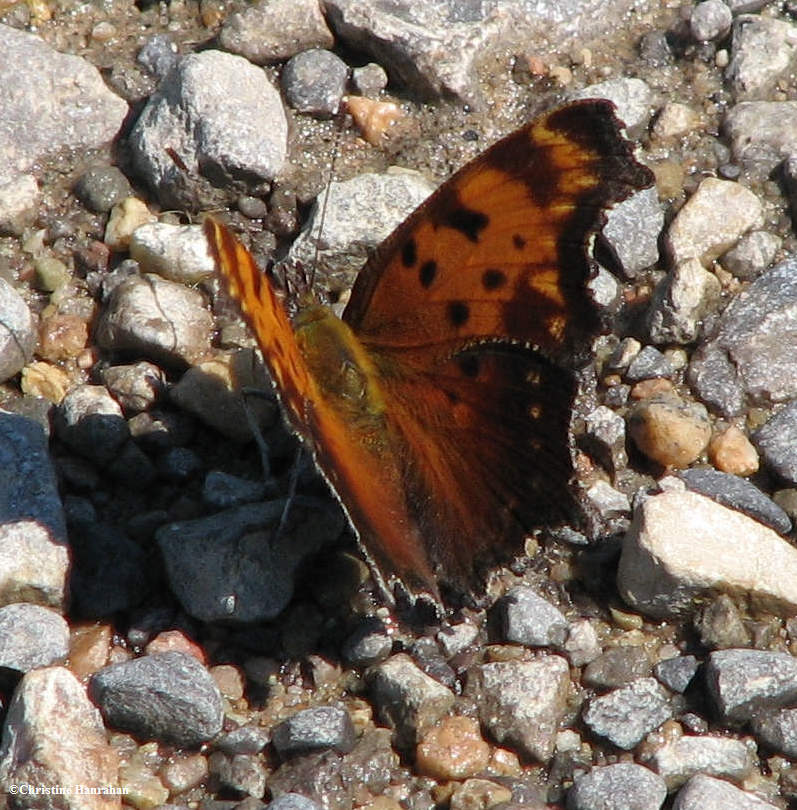 Gray comma  (<em>Polygonia progne</em>)