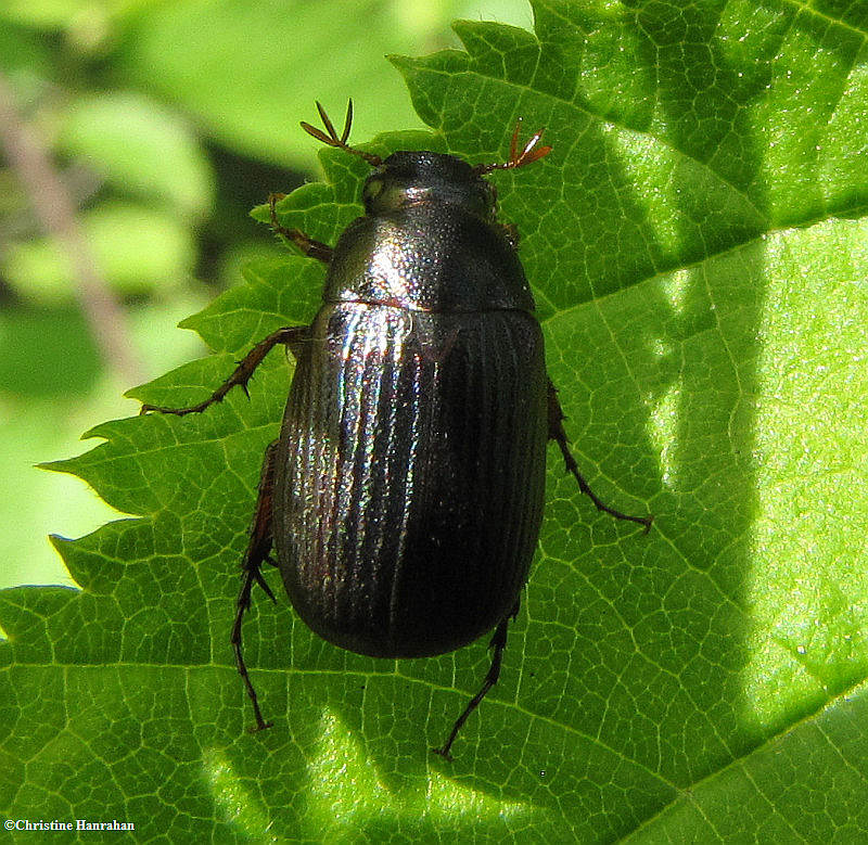 Scarab beetle (Serica sp.)