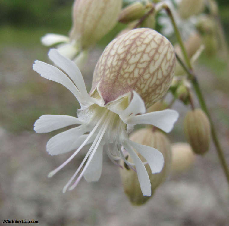 Bladder campion (Silene vulgaris)