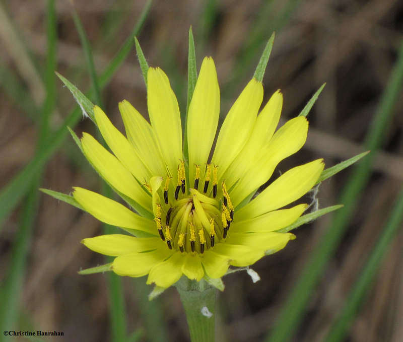 Goat's beard (Tragopogon pratensis)