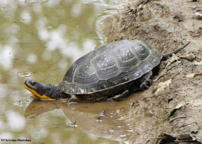 Blanding's turtle (Emydoidea blandingi)