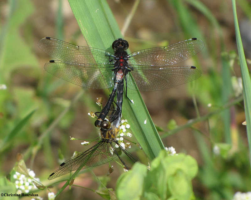 Belted whiteface (Leucorrhinia proxima)