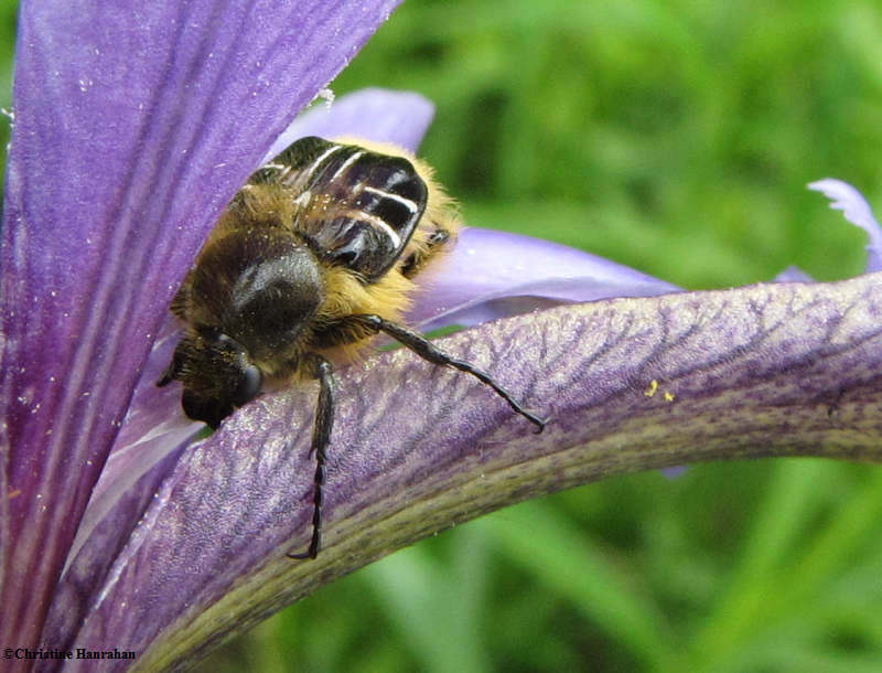 Flower scarab beetle (Trichiotinus affinis) on iris