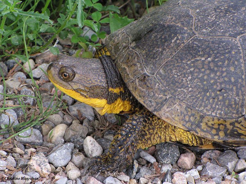 Another Blanding's turtle!