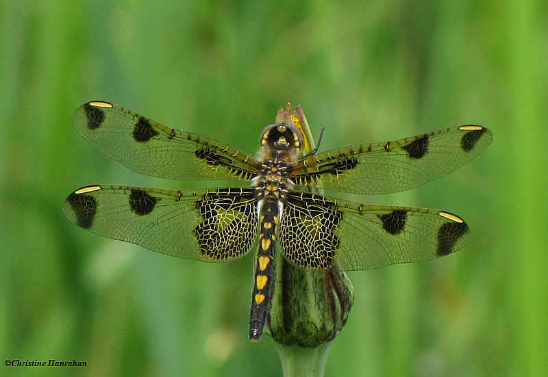 Calico pennant (Celithemis elisa), female