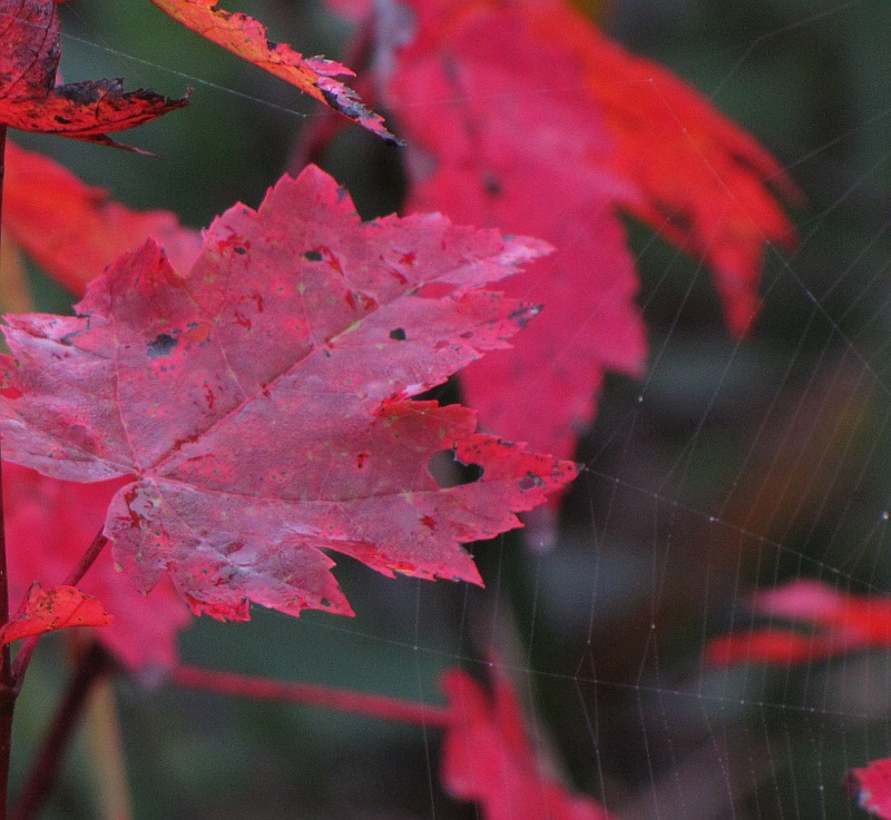 Red maple and spider web