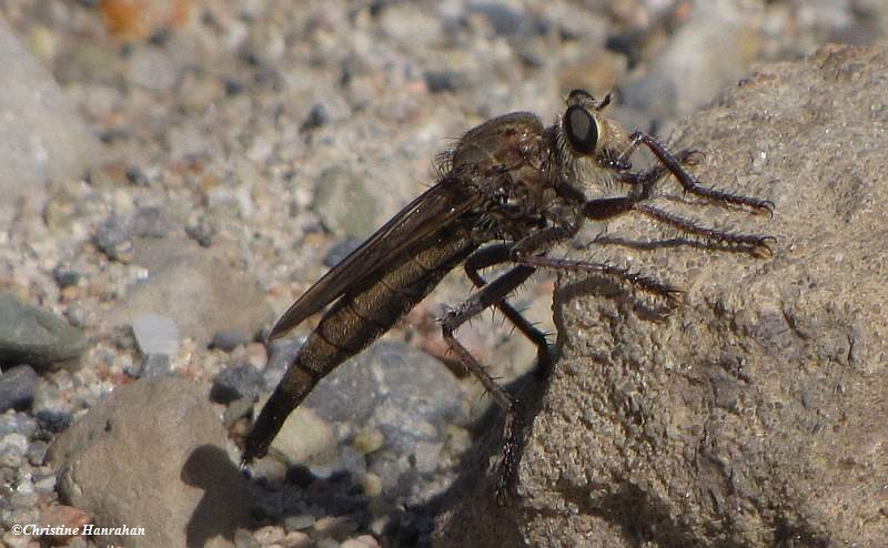 Robber fly (Proctacanthus sp.)