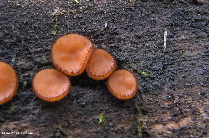 Eyelash fungi (Scutellinia)