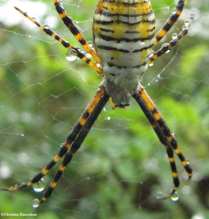 Banded argiope in the rain, female