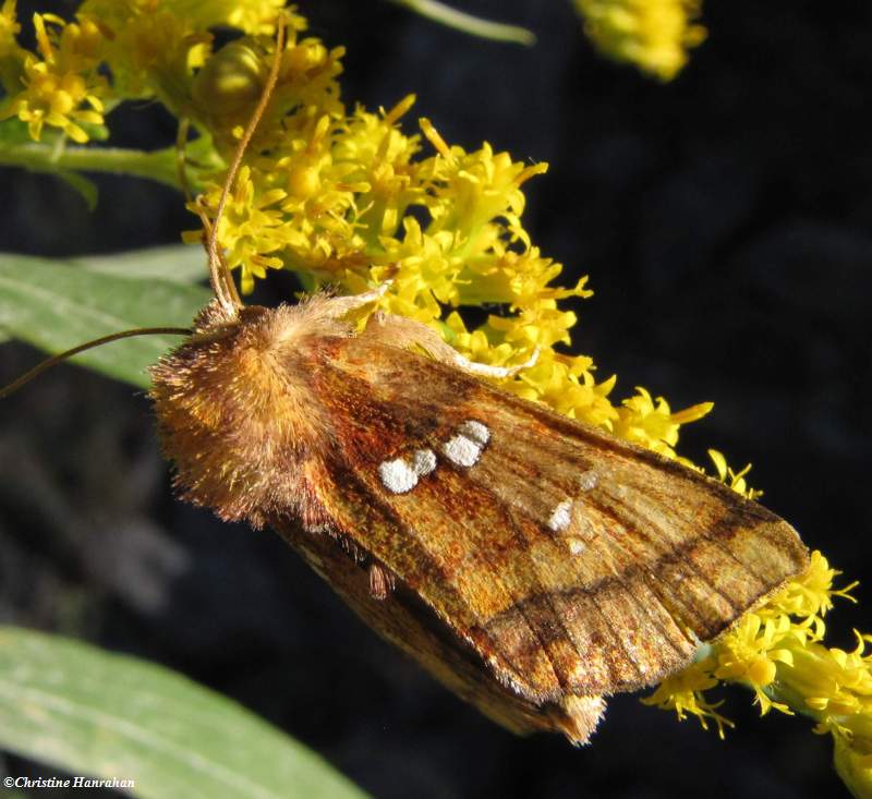 Bracken borer moth (Papaipema pterisii), #9480