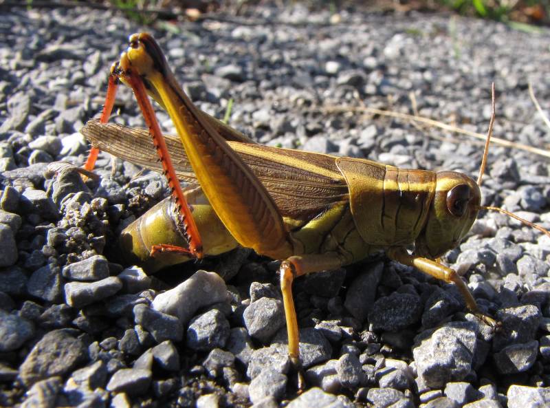 Two-striped grasshopper  (Melanoplus bivittatus) laying eggs