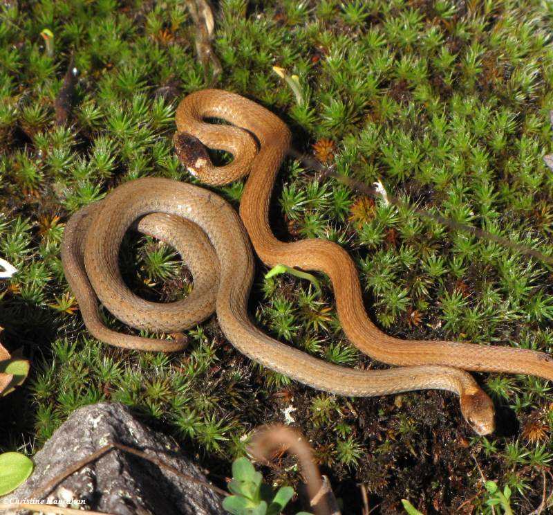 Red-bellied snake (Storeria occipitomaculata)