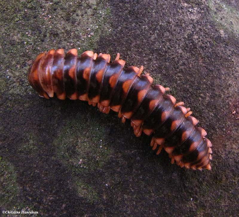 Millipede (Sigmoria trimaculata)