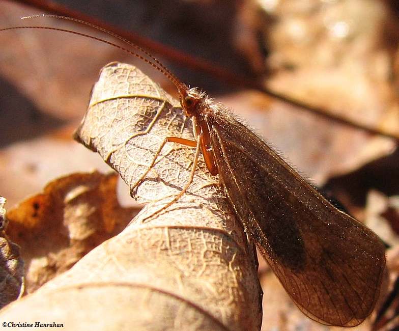 Adult Caddisfly (Trichoptera sp.)