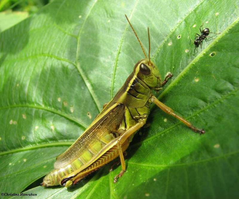 Two-striped grasshopper (Melanoplus bivitattus)