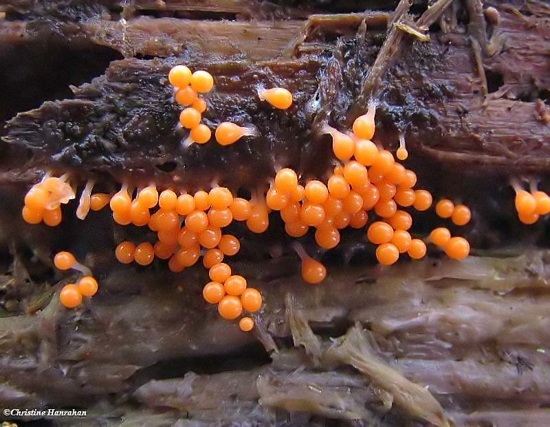 Slime mould, Possibly either Trichia or Hemitrichia sp.
