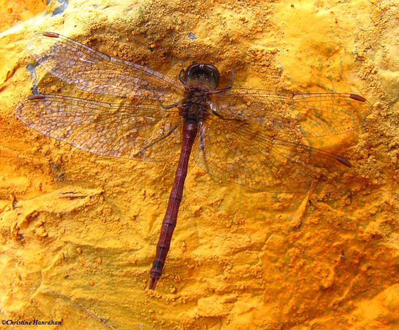 Autumn Meadowhawk (Sympetrum vicinum)