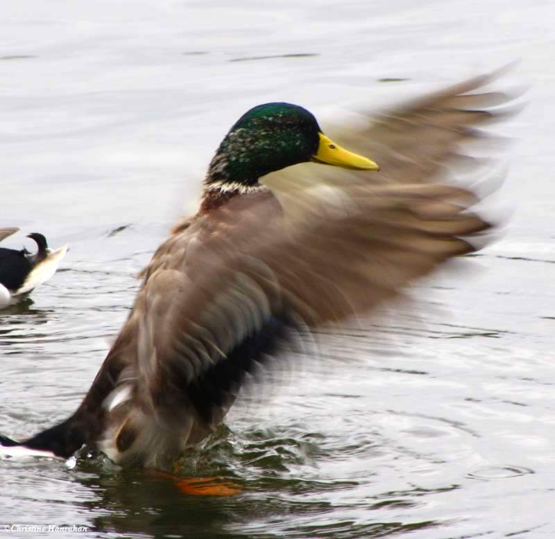 Mallard