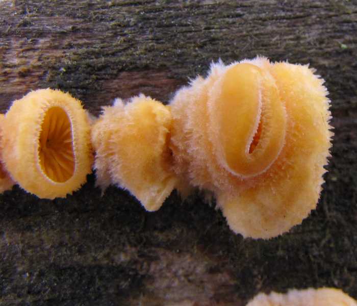 Orange oyster (<em>Phyllotopsis nidulans</em>)