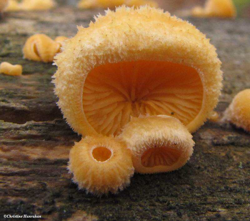 Orange Oyster (Phyllotopsis nidulans)