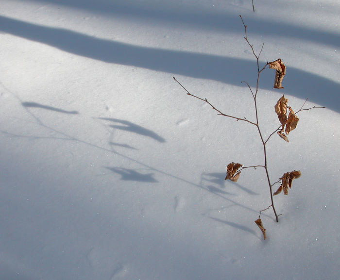 Winter beech