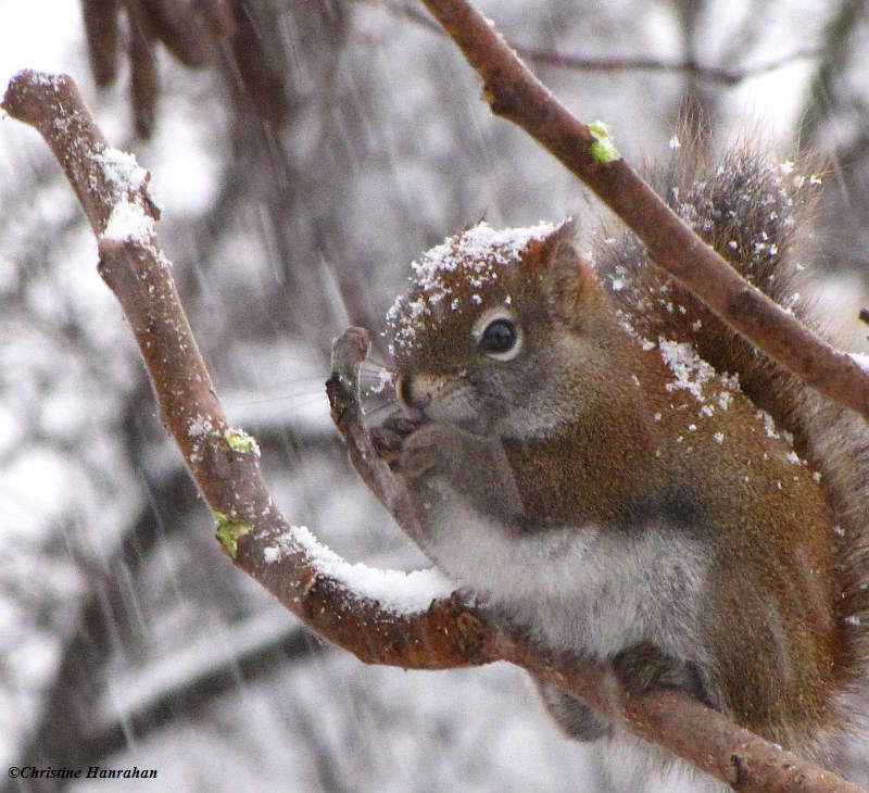 Red squirrel eating sumac buds