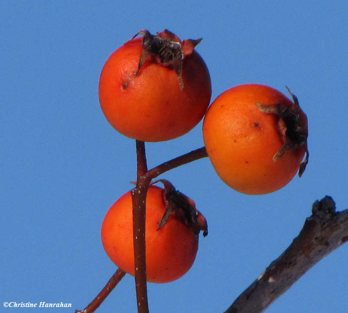 Hawthorn fruit (Crataegus viridis Winter King)