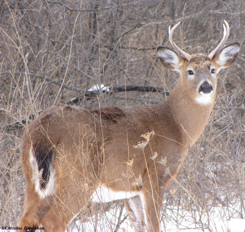 White-tailed deer, buck