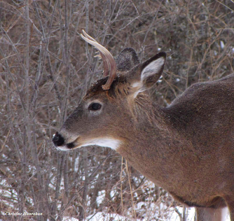 White-tailed deer, young buck