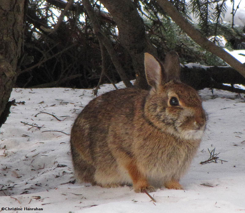 Eastern cottontail rabbit  (Sylvilagus floridanus)