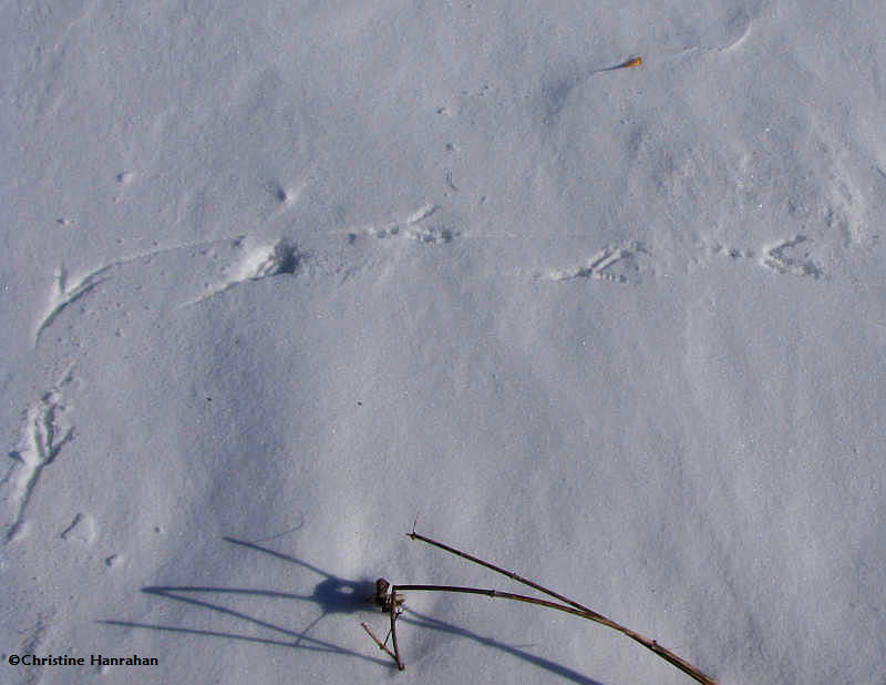 American Crow tracks