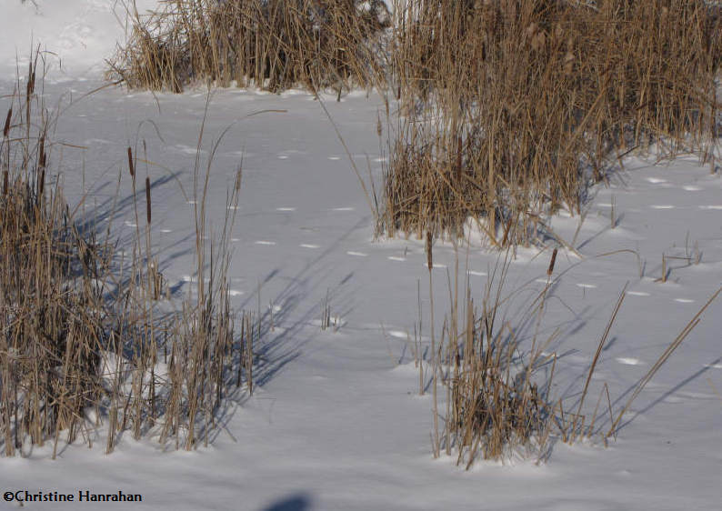 Fox (Vulpes vulpes) tracks across the pond