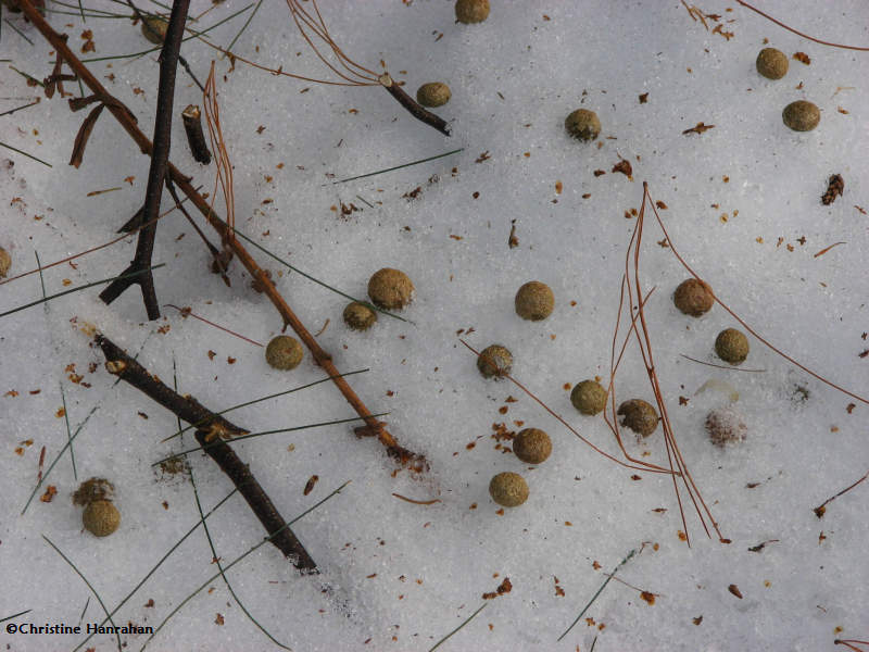 Snowshoe Hare scat