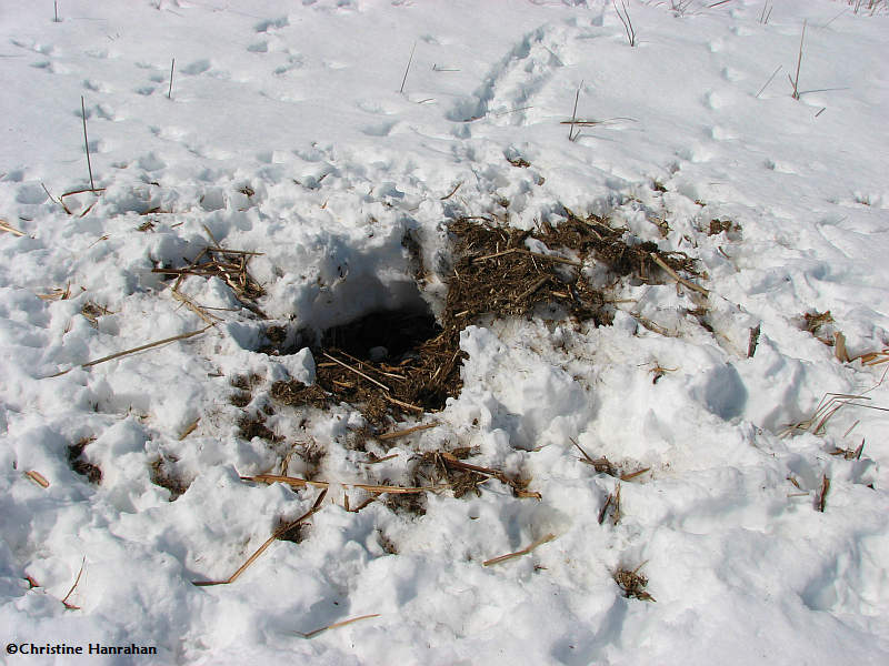 A Coyote (Canis latrans)  had dug up a muskrat lodge