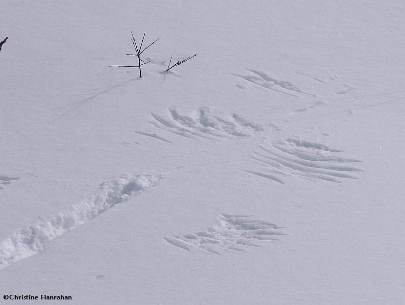 Wild Turkey tracks and wing pattern, close up view