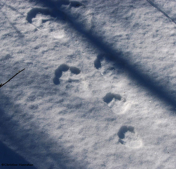 Snowshoe Hare tracks