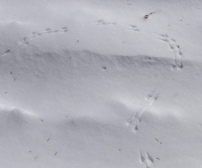 Black-capped chickadee tracks