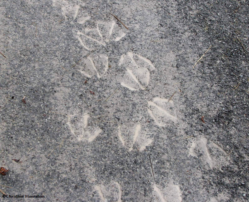 Canada Goose tracks